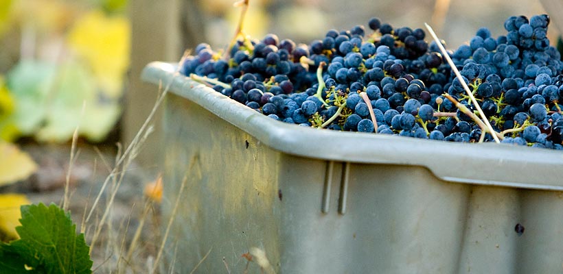 Purchasing Boeschen Vineyards Wine
