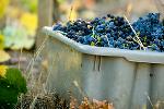 Bin of Grapes Harvested