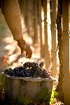 Reaching For Bin of Grapes